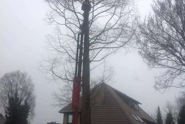 Bomen rooien Linne